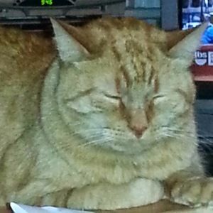 Meet your Posher, Barbara